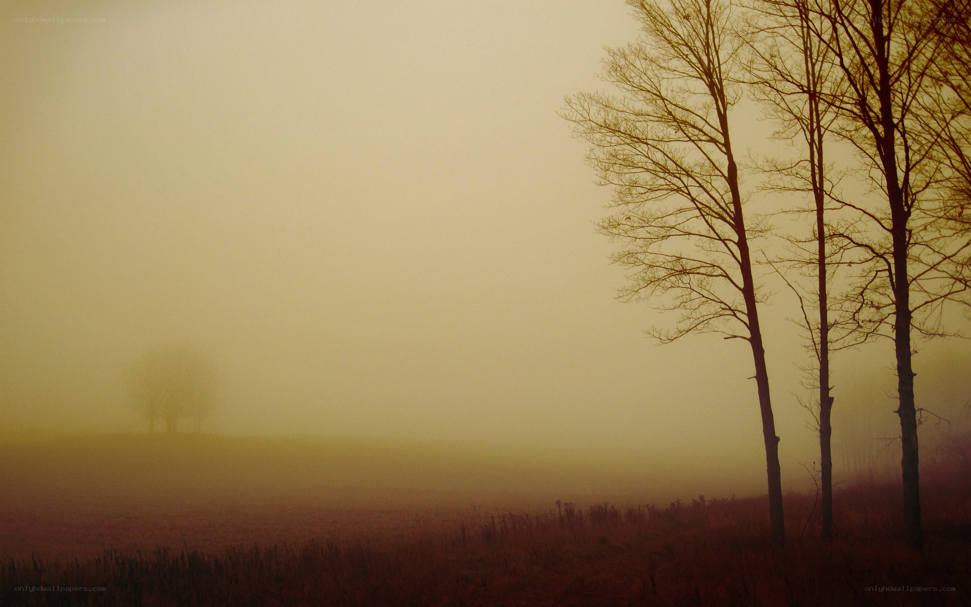 Foggy field with bare trees