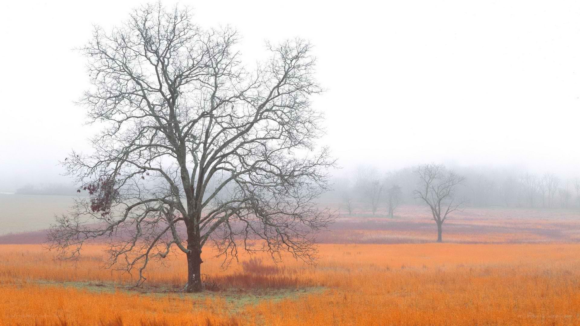 Foggy field with bare trees