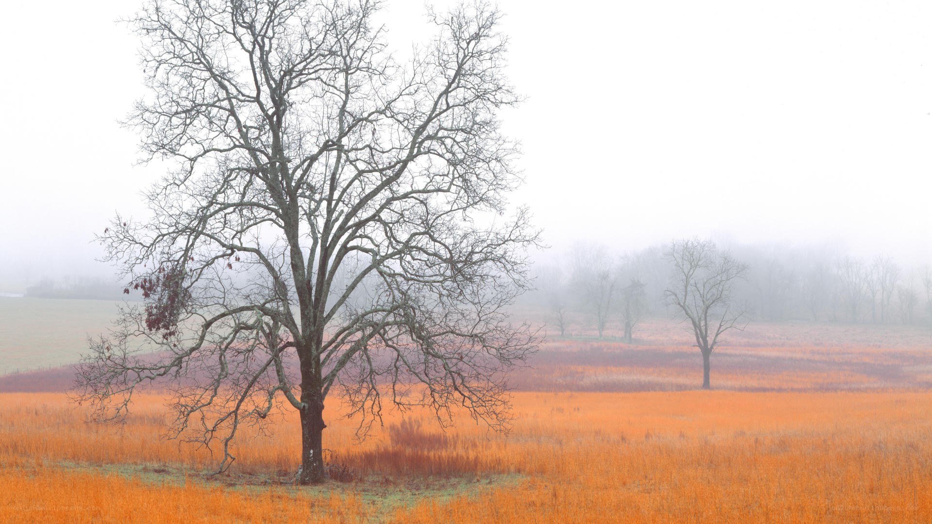 Foggy field with bare trees