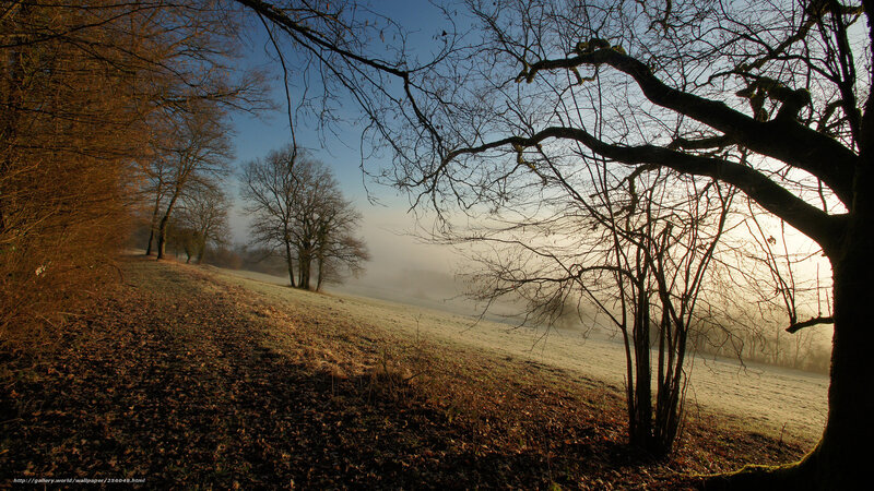Foggy Field with Bare Trees — Brown