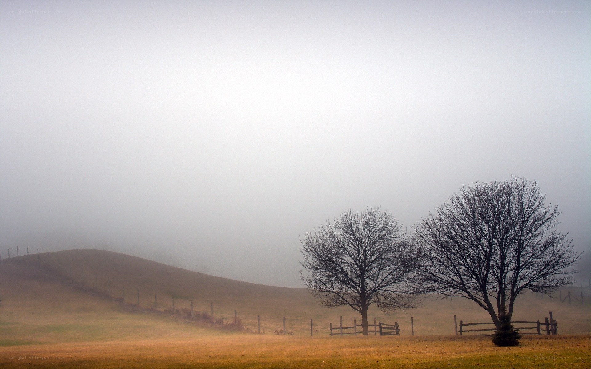 Foggy field with bare trees