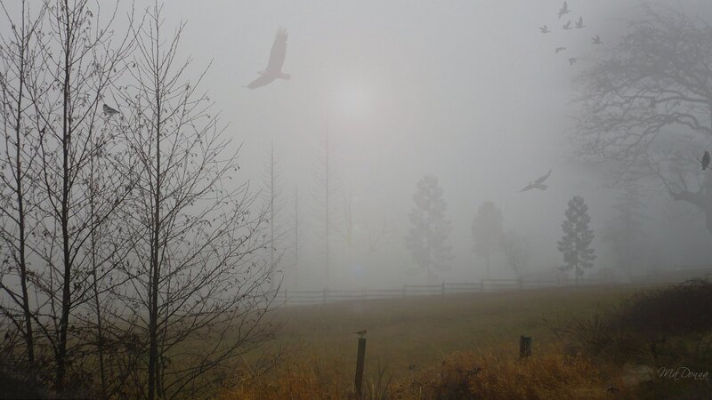Foggy field with birds