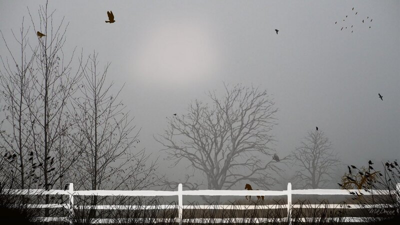 Foggy field with birds and horse