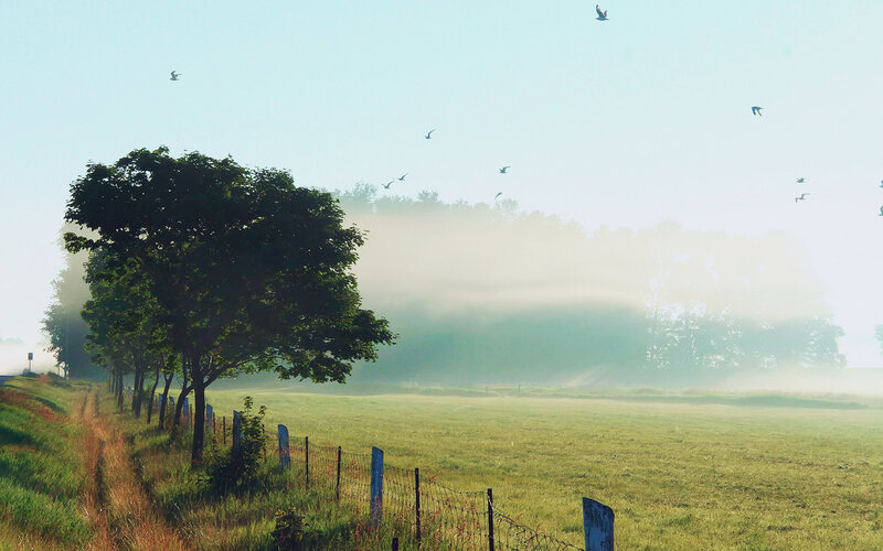 Foggy Field with Birds — Green