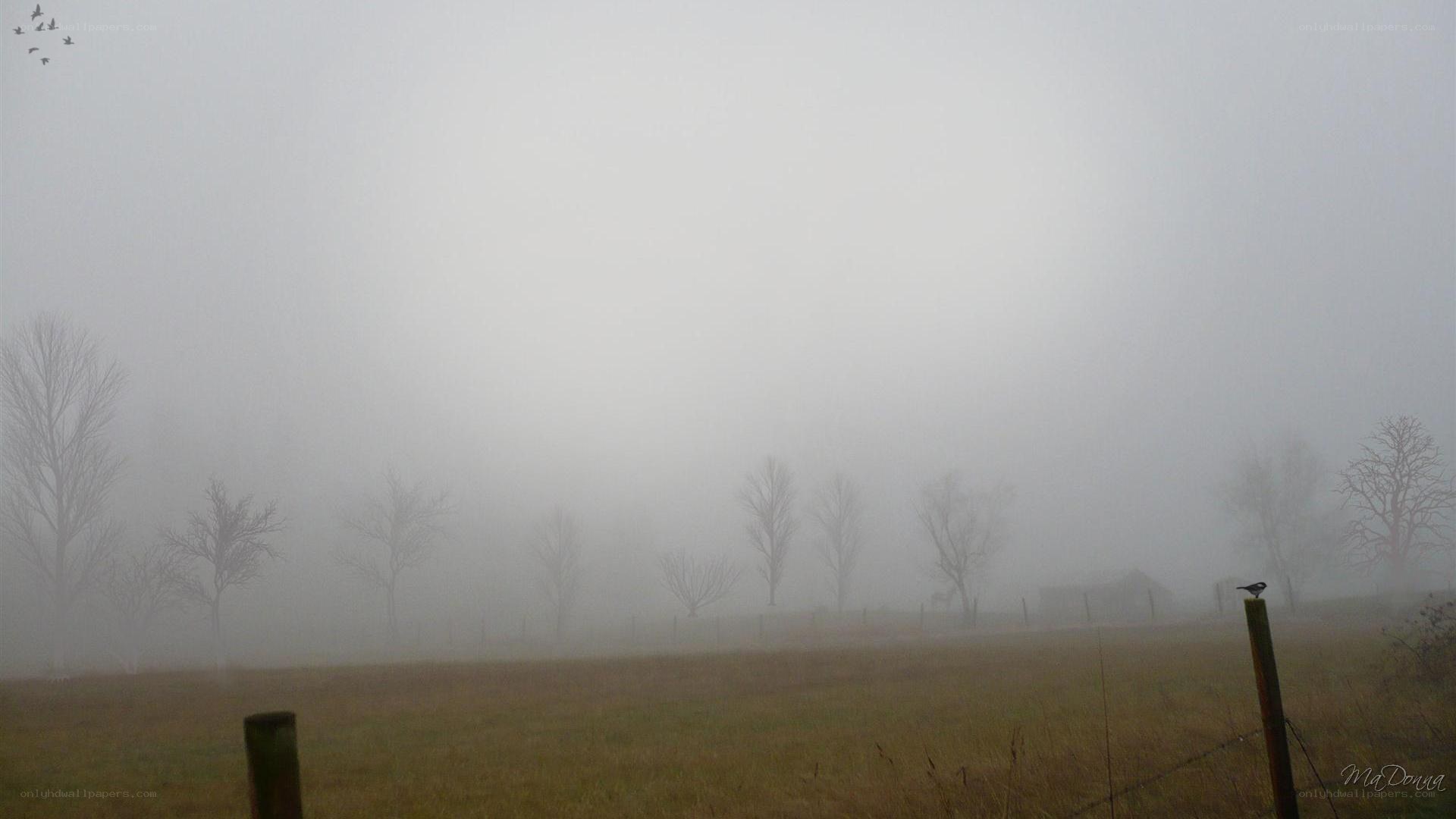 Foggy field with birds