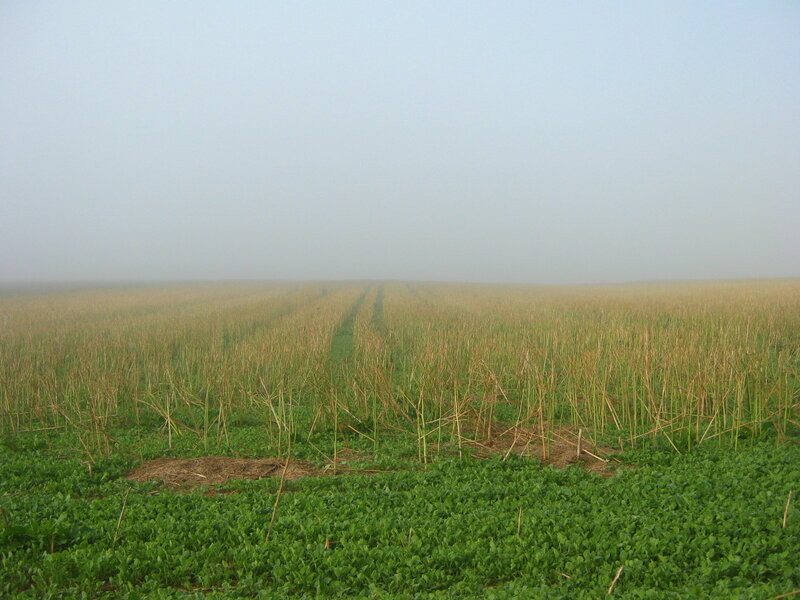 Foggy field with crop rows