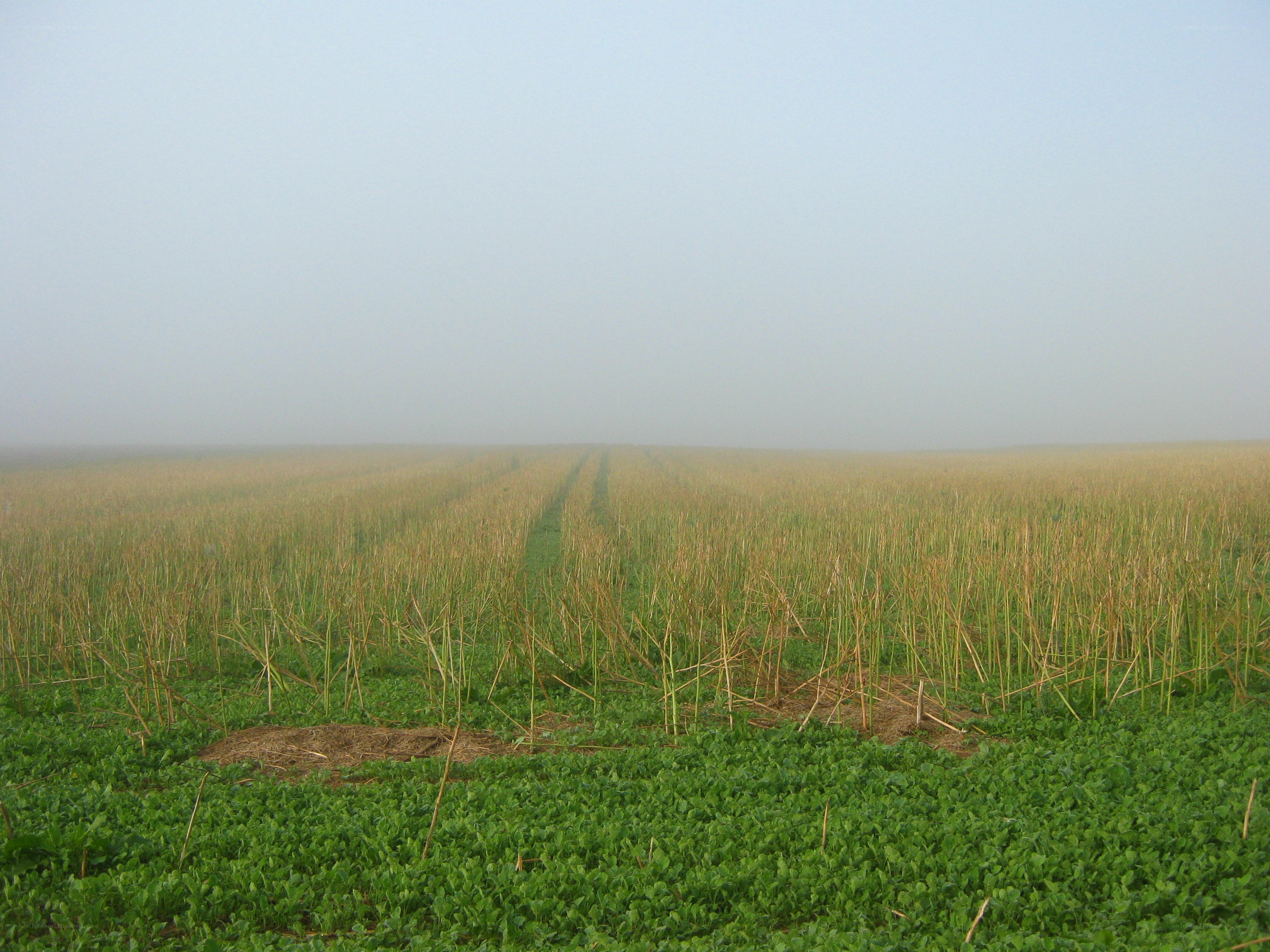 Foggy field with crop rows