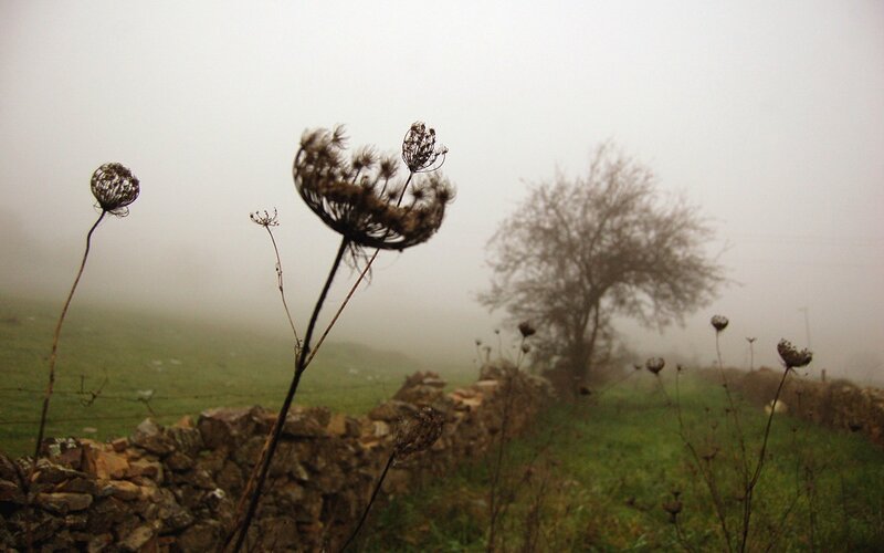 Foggy field with dried plants