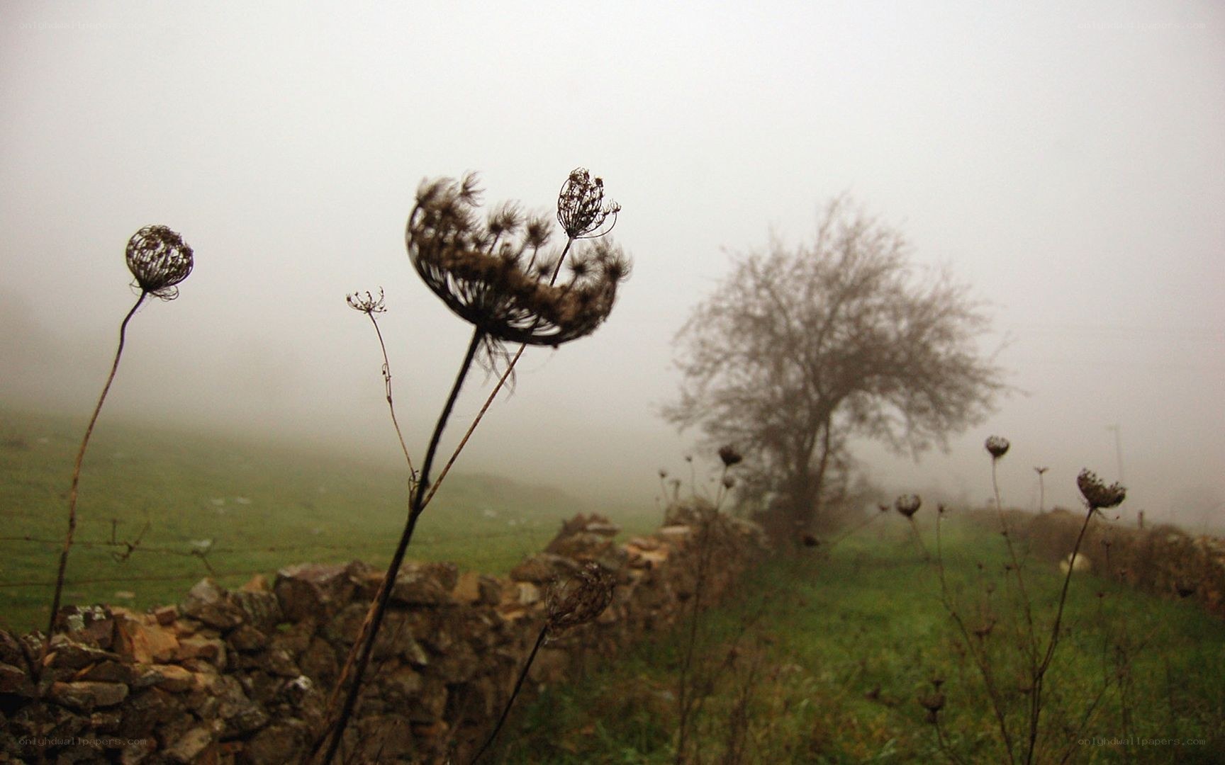 Foggy field with dried plants