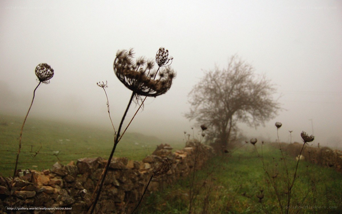 Foggy field with dried plants