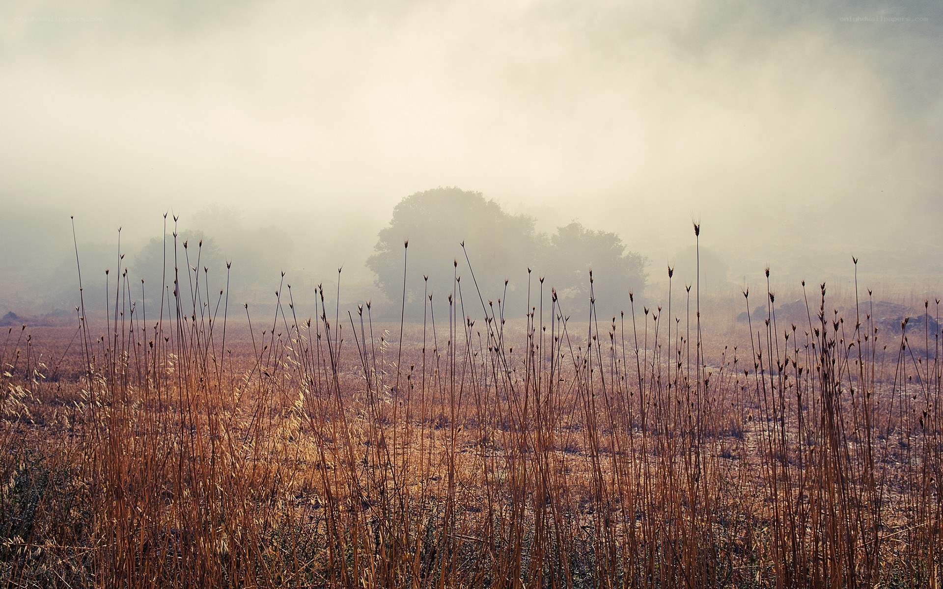 Foggy field with dry grass