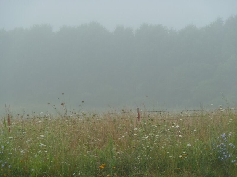 Foggy Field with Fence — Green