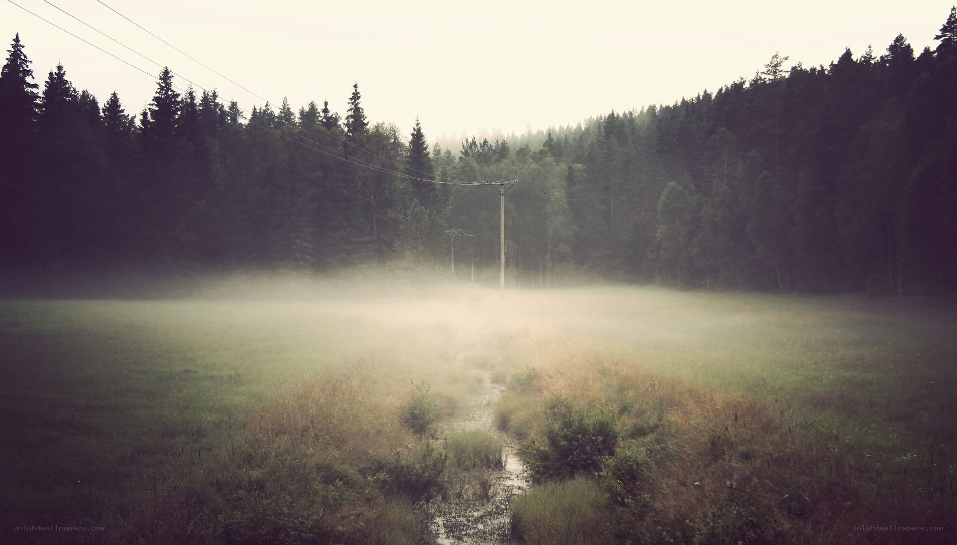 Foggy field with forest