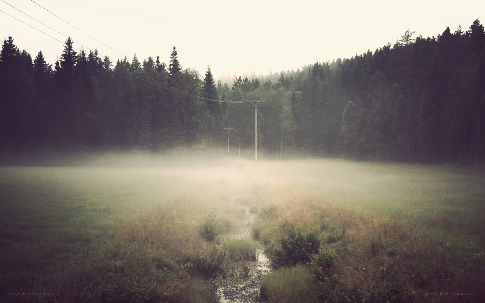 Foggy field with forest