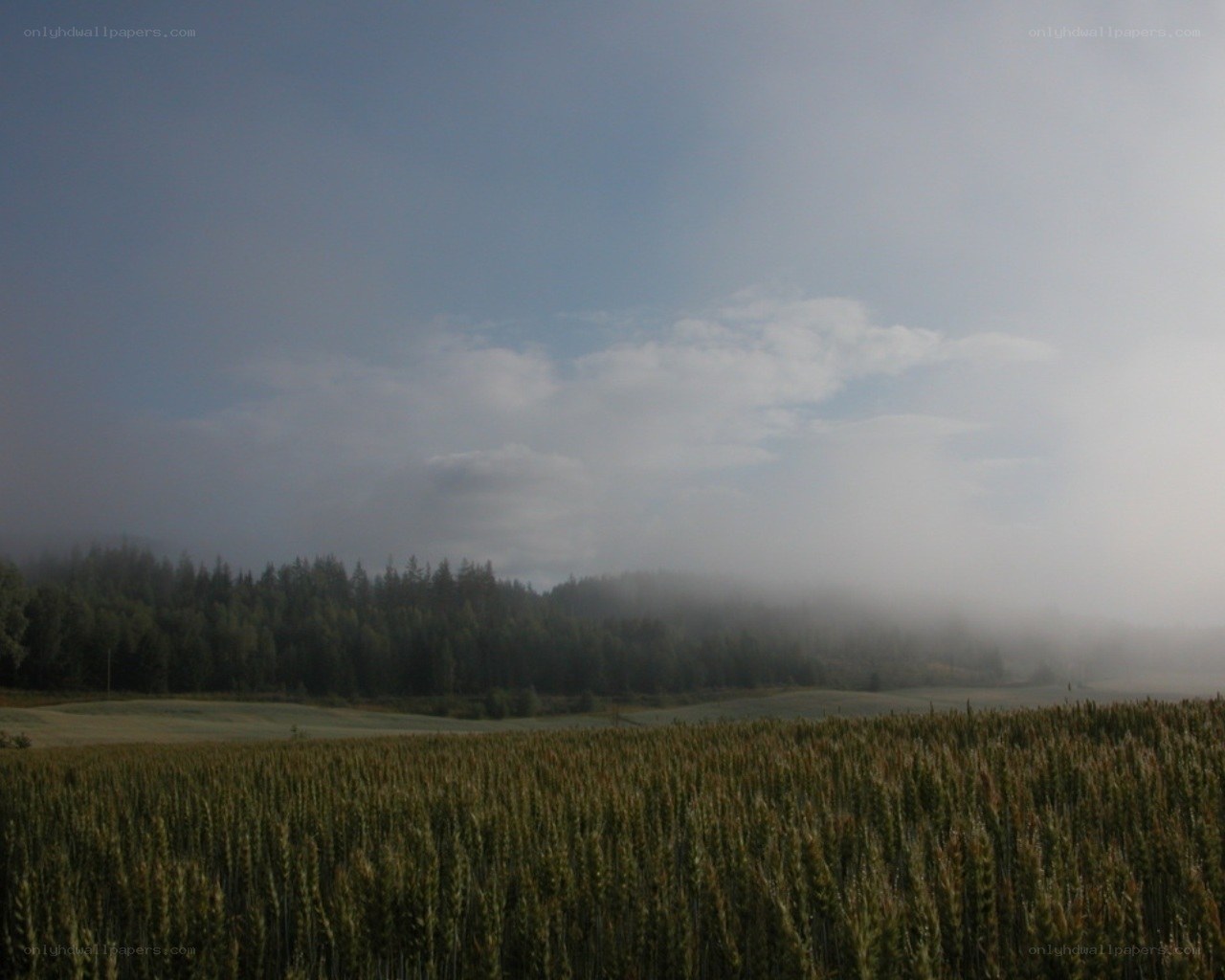 Foggy field with forest