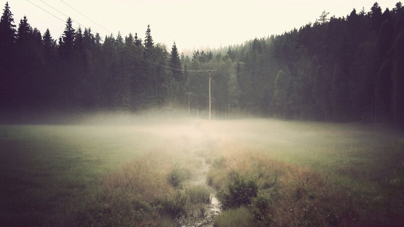 Foggy field with forest