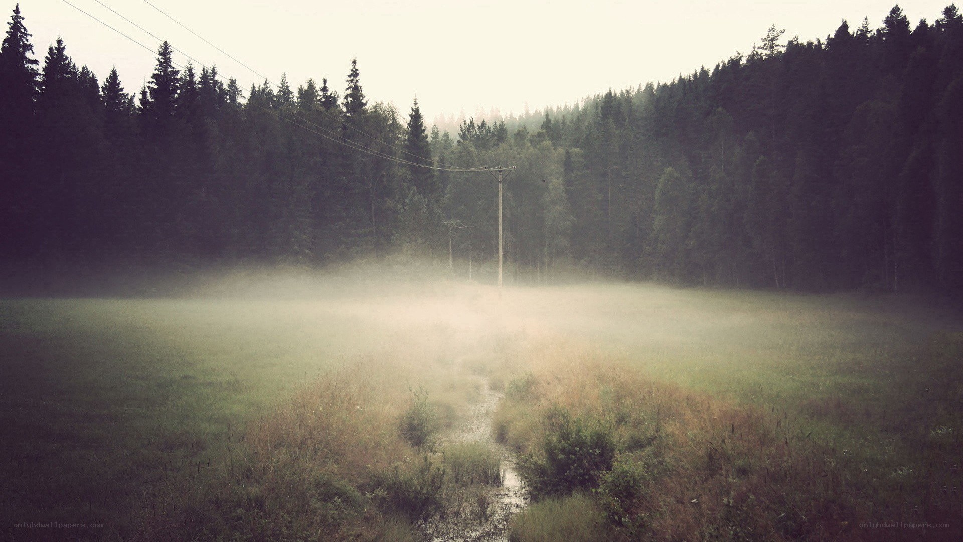 Foggy field with forest