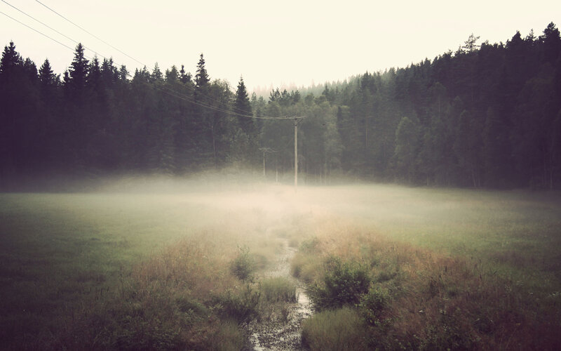 Foggy Field with Forest — Green, Misty, Morning, Photograph