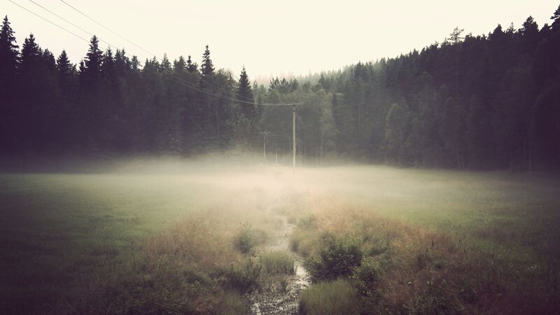 Foggy Field with Forest — Green
