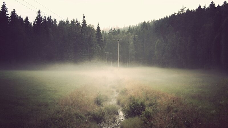 Foggy field with forest