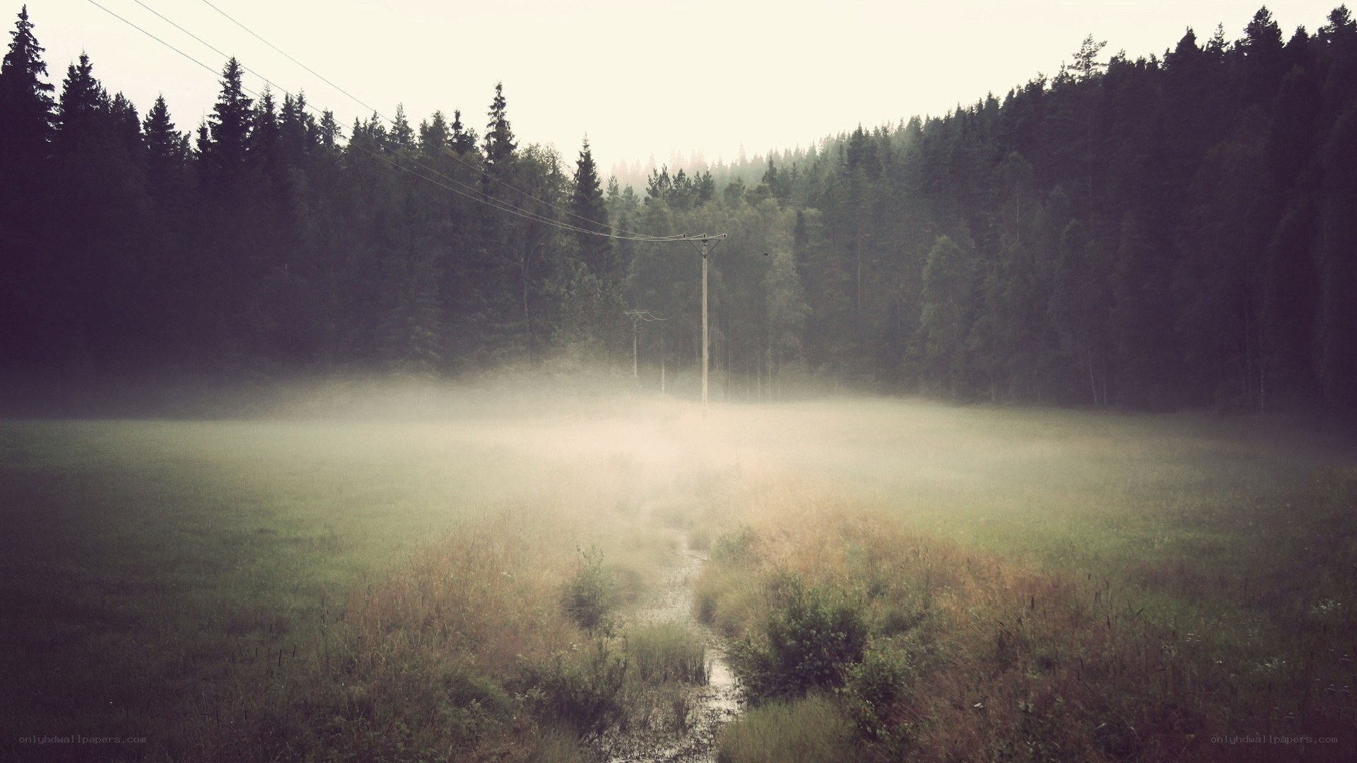 Foggy field with forest