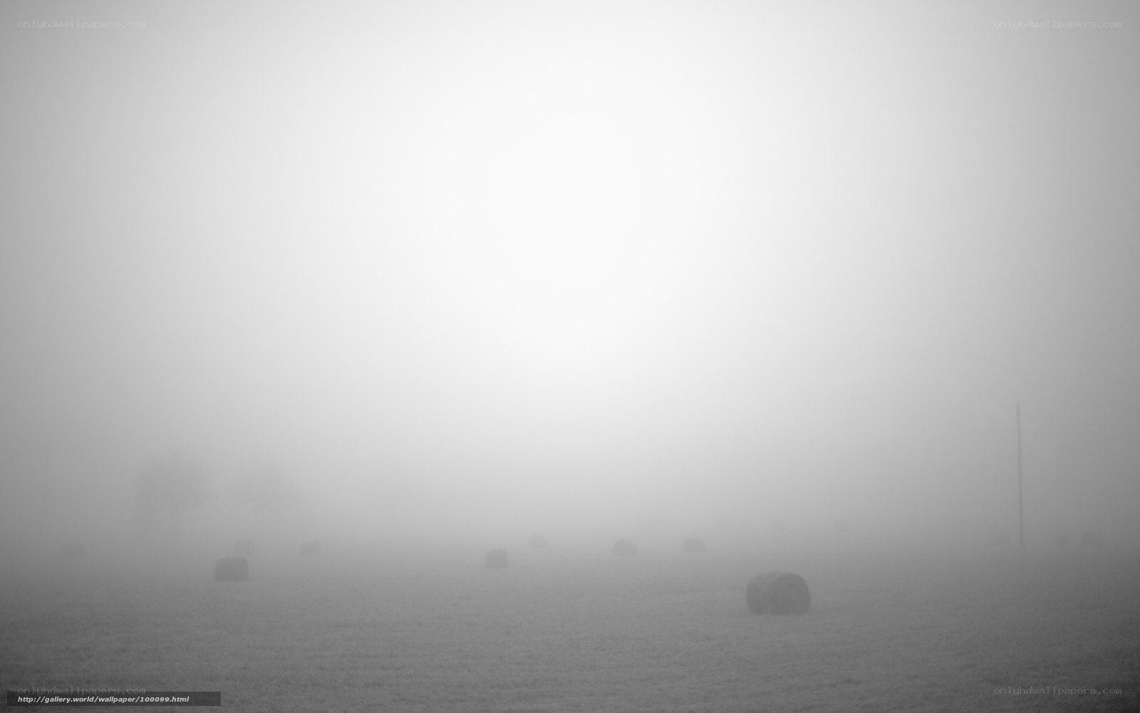 Foggy field with hay bales