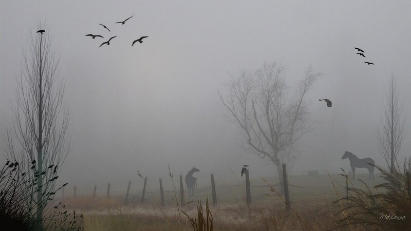 Foggy field with horses and birds