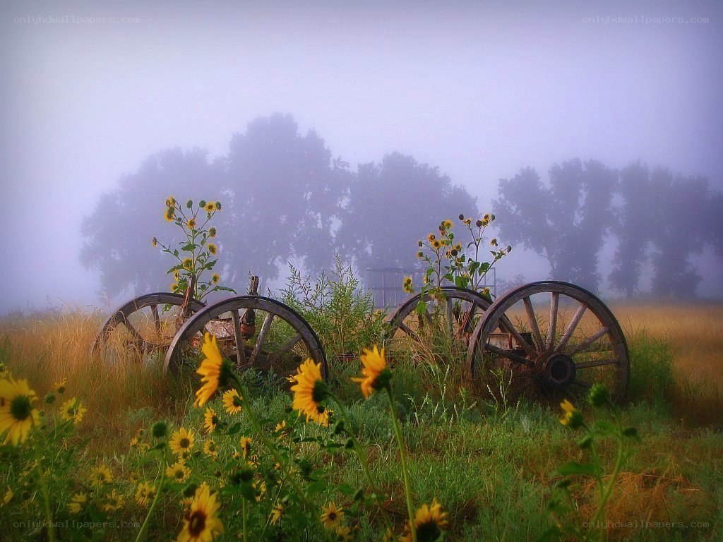 Foggy field with old wagon wheels