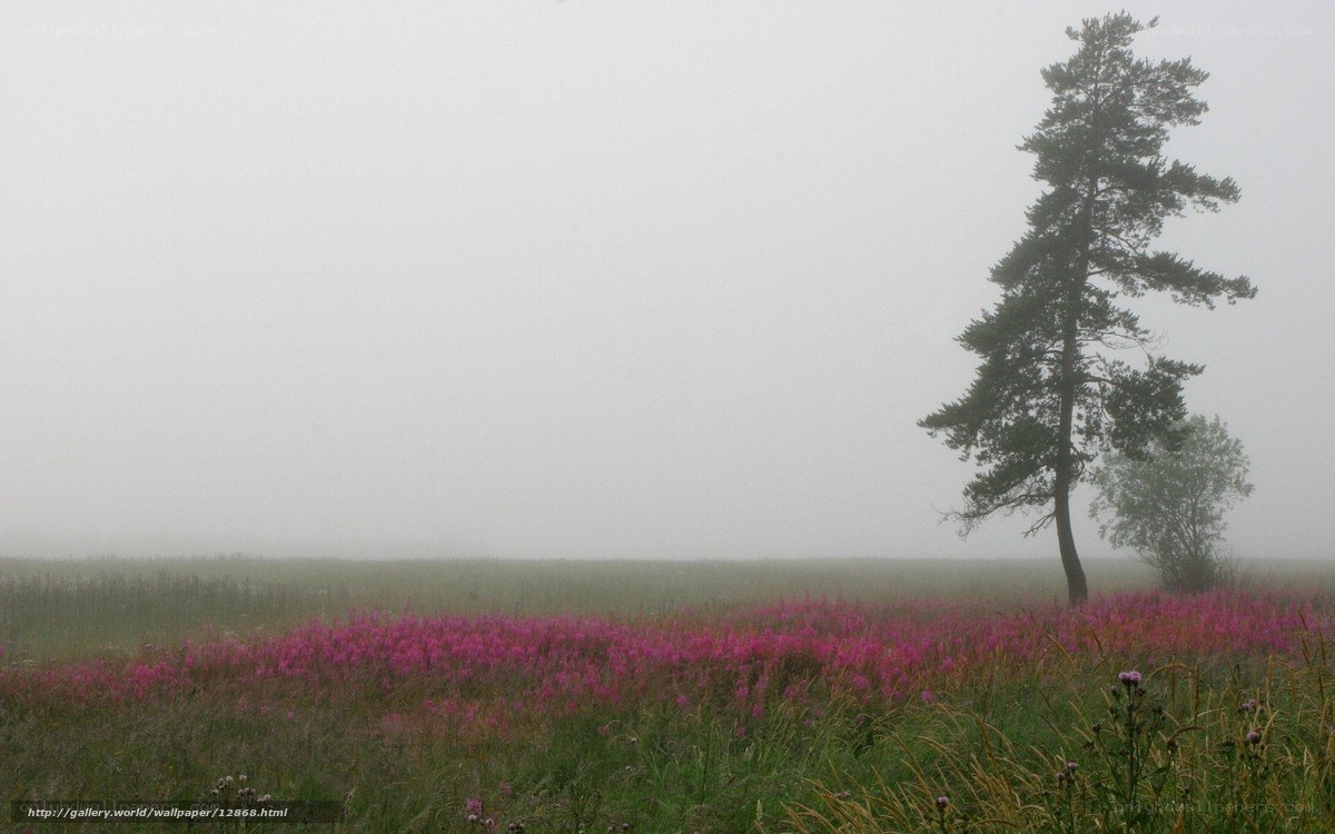 Foggy field with pink flowers