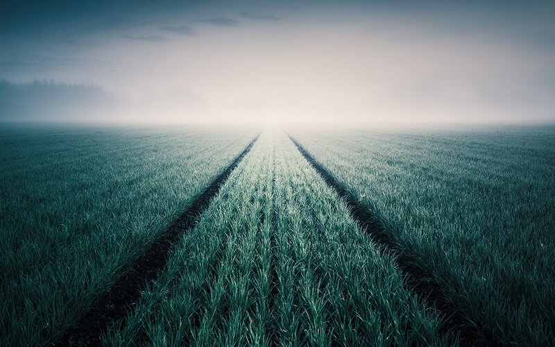 Foggy field with rows