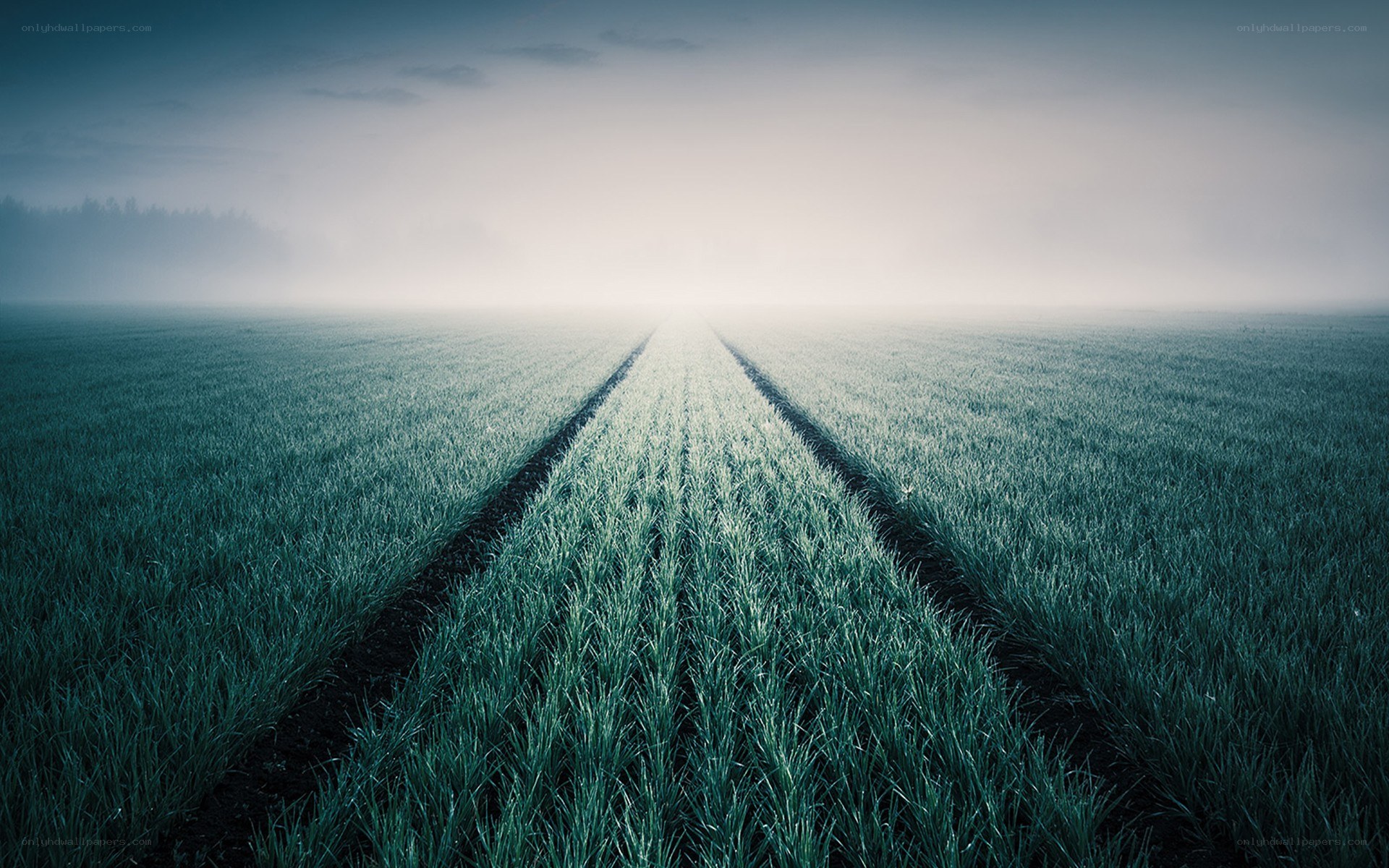 Foggy field with rows