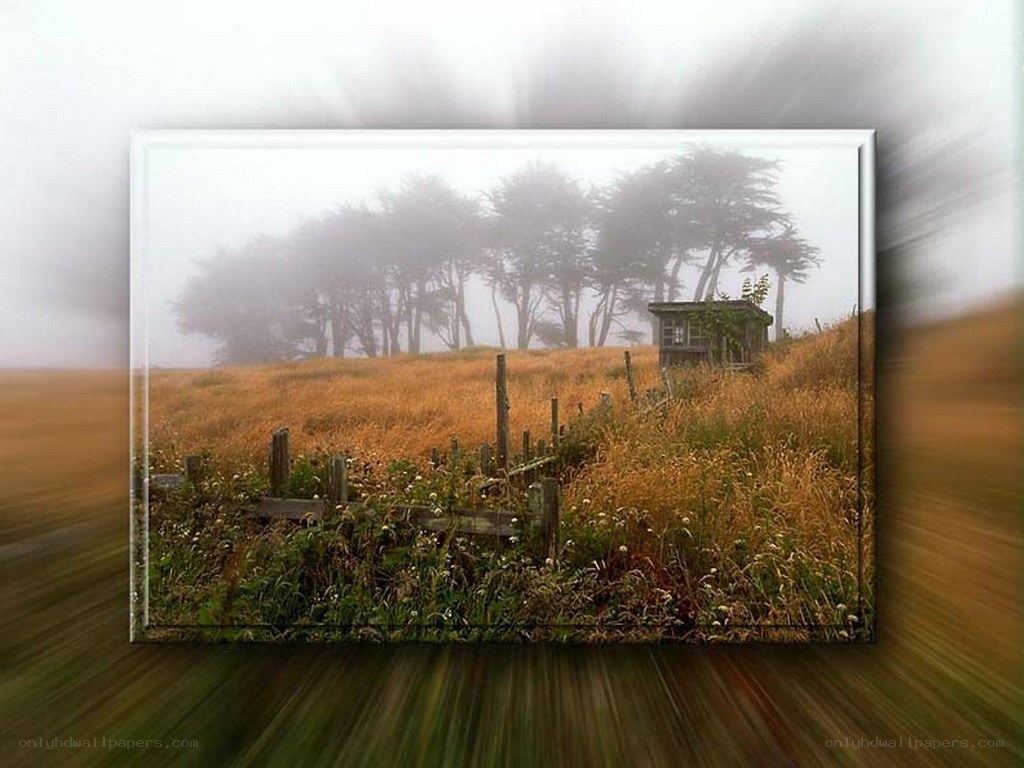 Foggy field with small shed