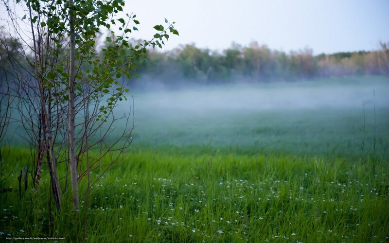 Foggy Field with Tree