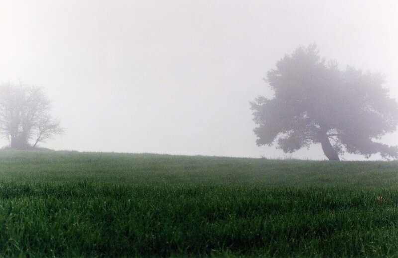 Foggy field with trees