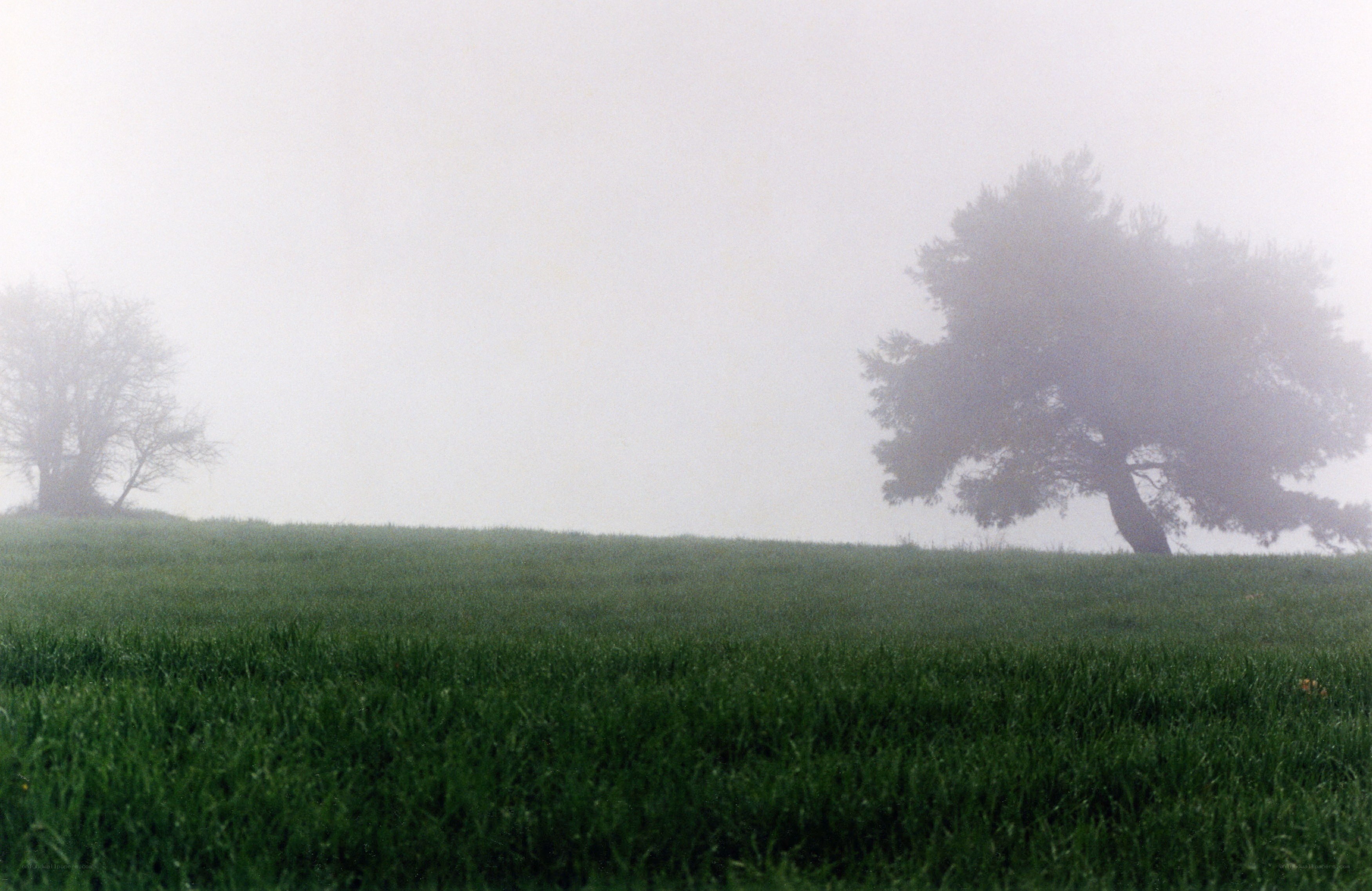 Foggy field with trees