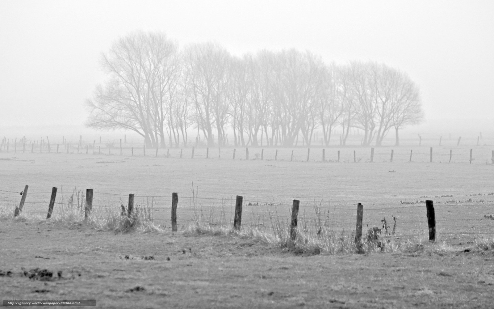 Foggy Field with Trees