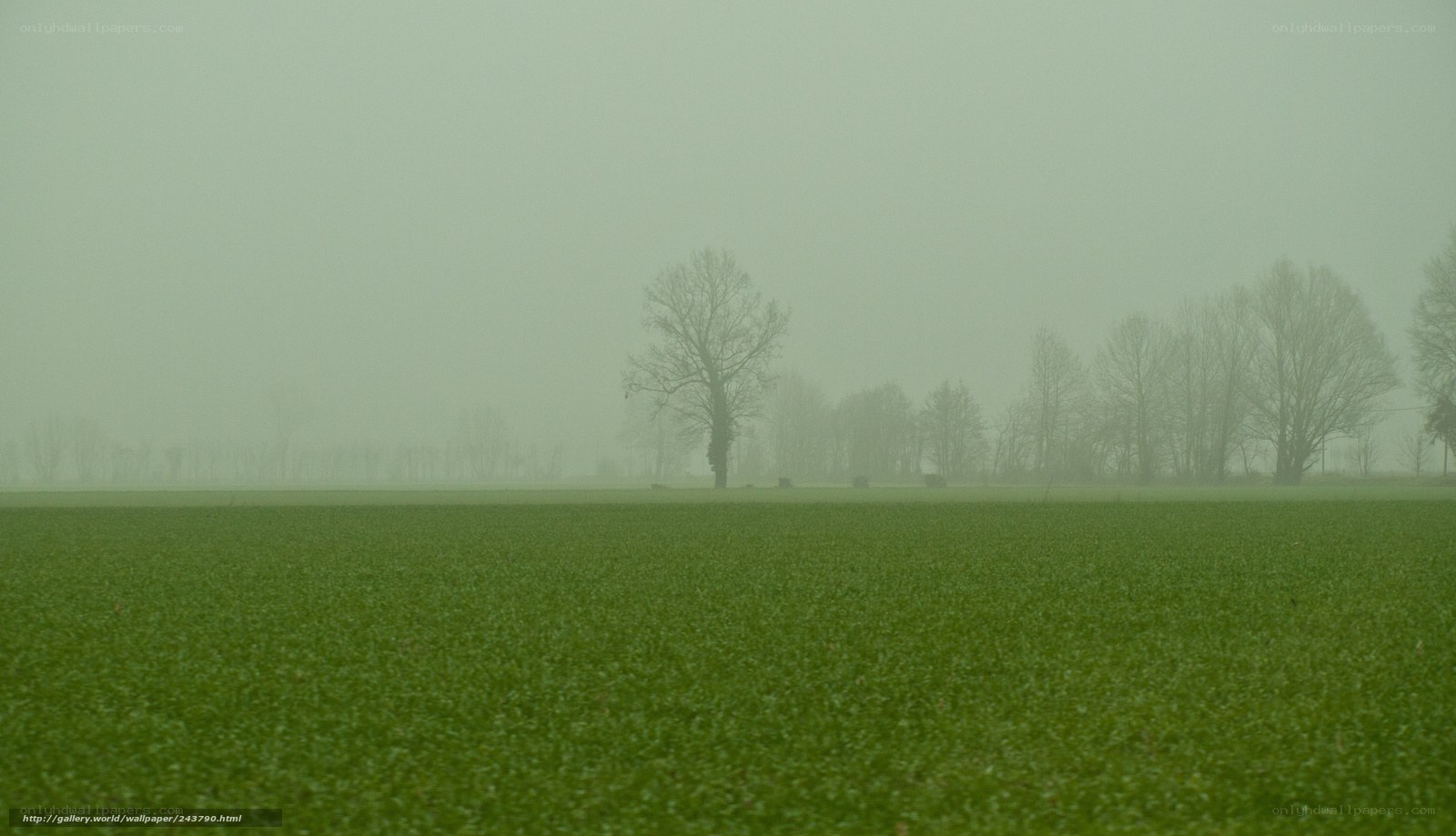 Foggy field with trees