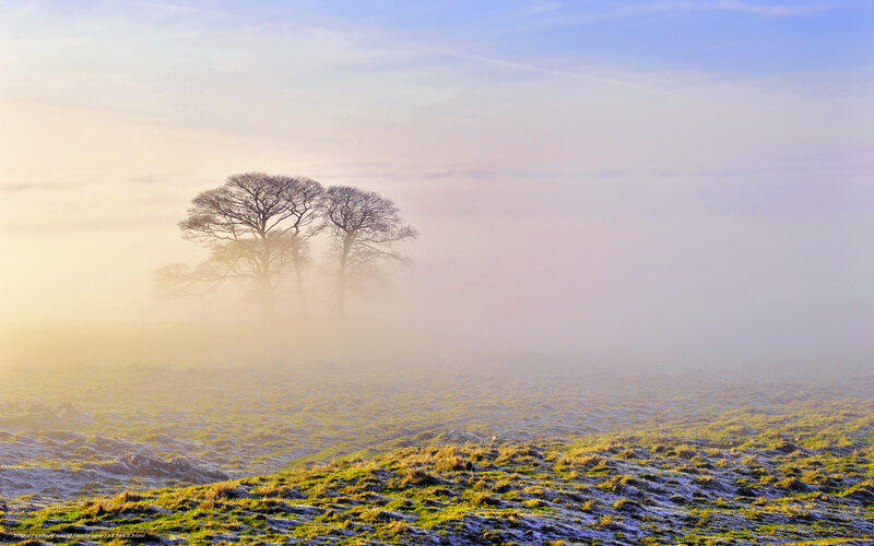 Foggy field with trees