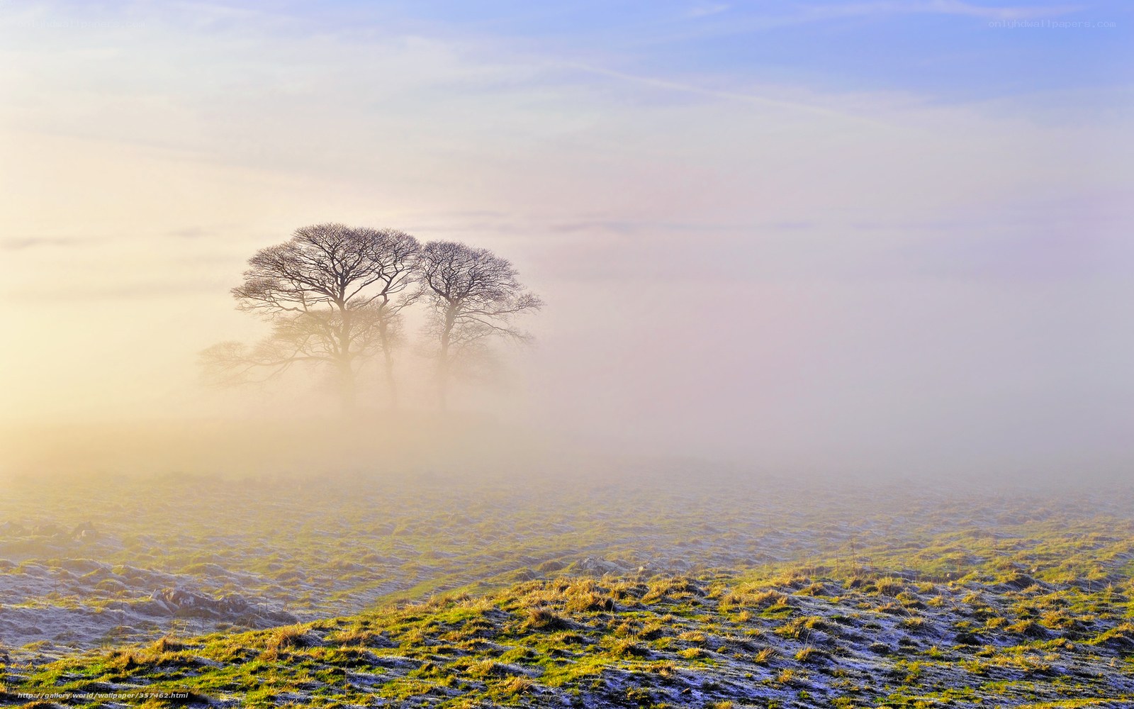 Foggy field with trees