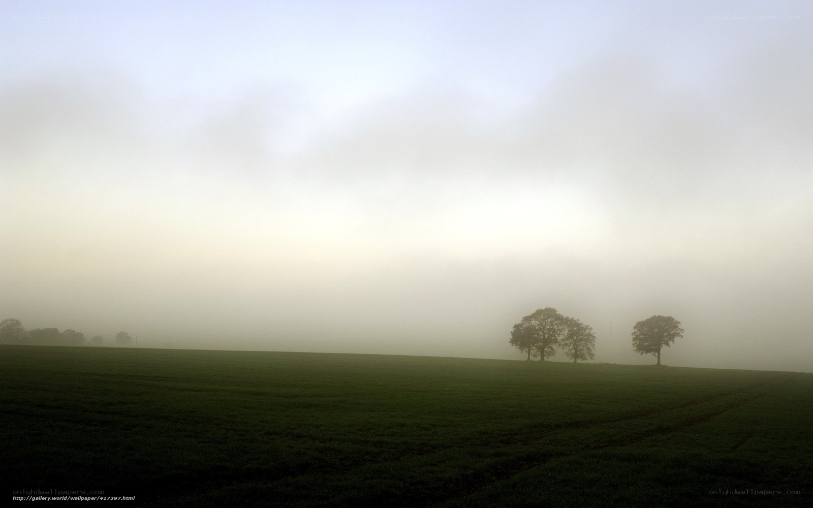 Foggy field with trees