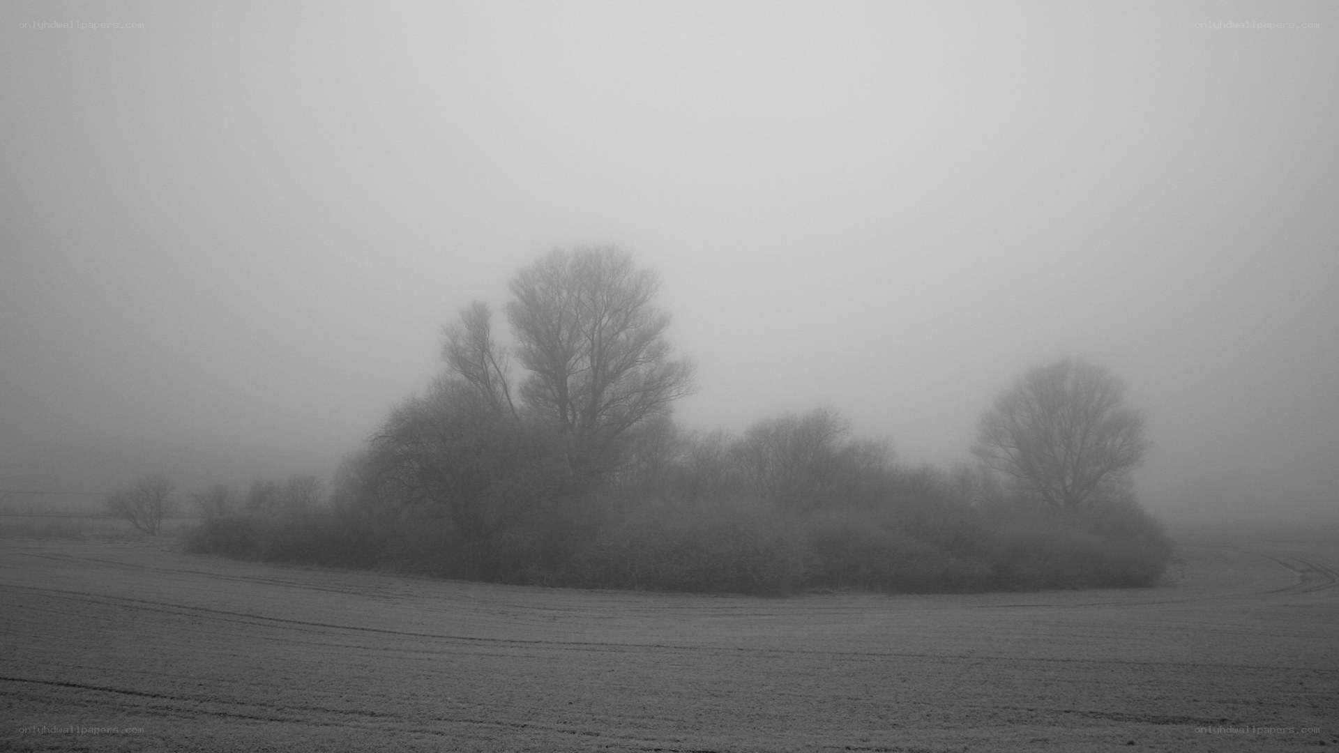 Foggy field with trees
