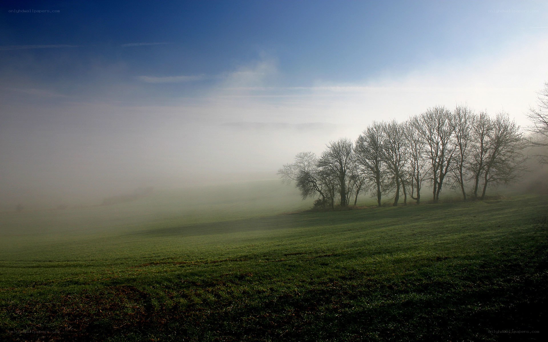 Foggy field with trees