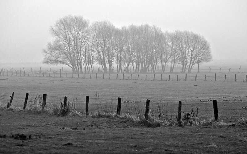 Foggy field with trees
