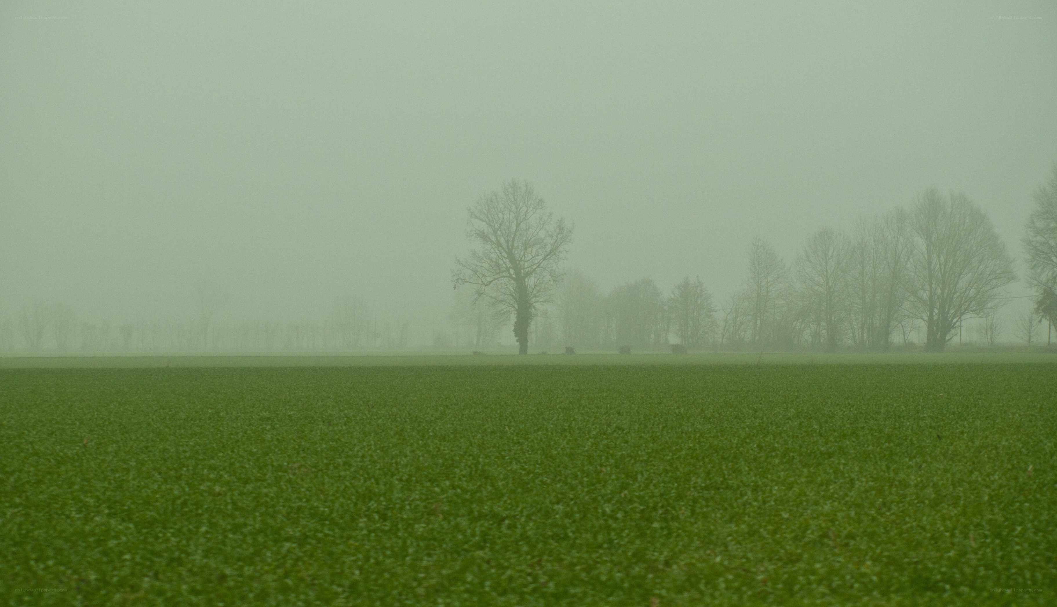 foggy field with trees