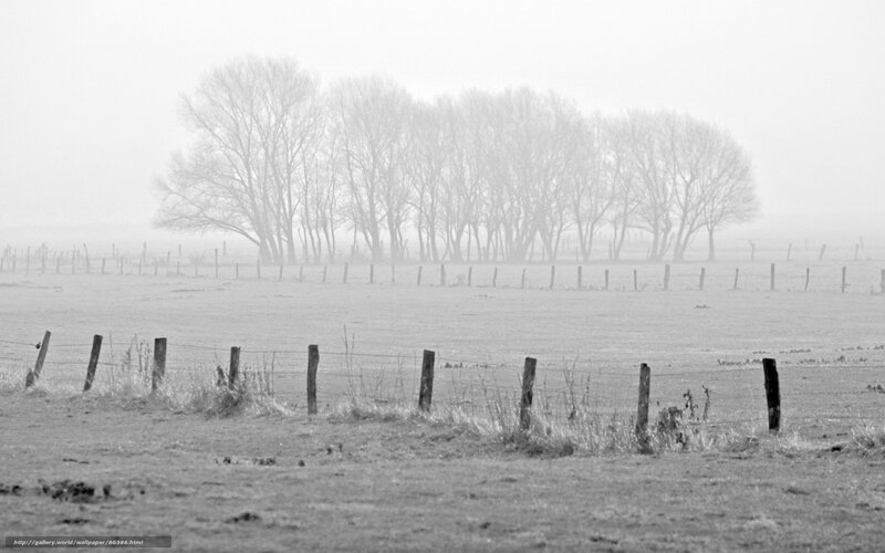 Foggy Field with Trees — Black