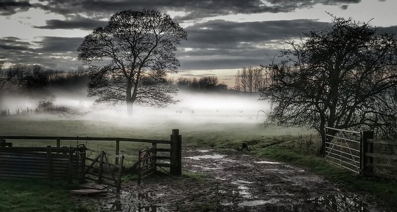 Foggy Field with Trees — Gray, Dramatic