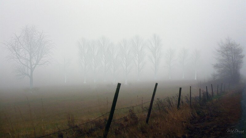 Foggy Field with Trees — Gray, Misty, Morning, Photograph, Fence