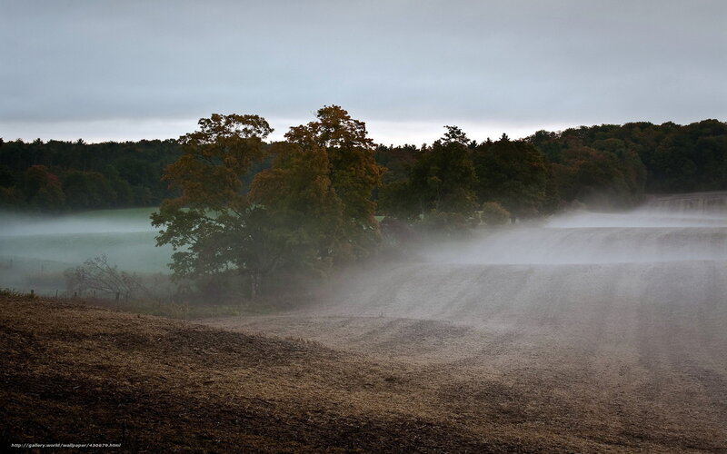 Foggy Field with Trees — Gray, Misty