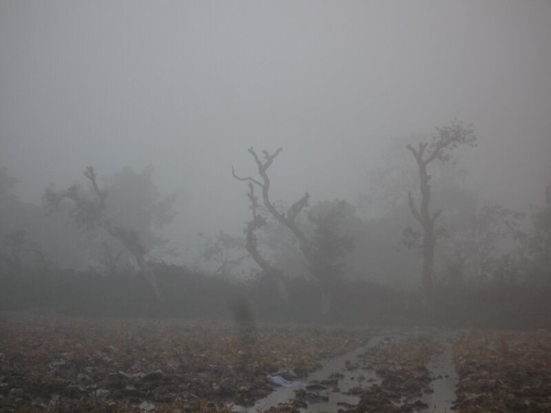 Foggy Field with Trees — Gray