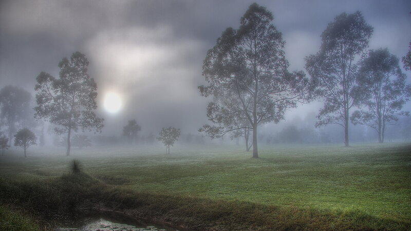 Foggy Field with Trees — Green, Misty